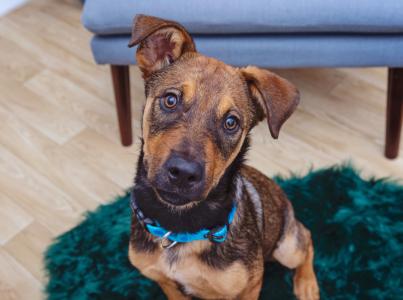 Brown dog with floppy ears and head tilted on a run in a home