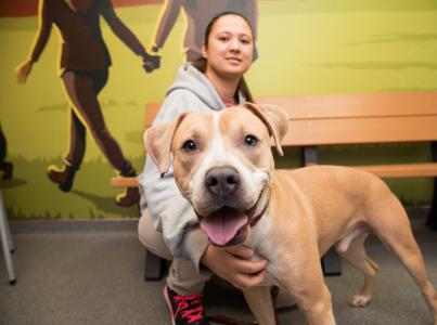 Tan and white pit-bull-type dog with mouth open in a smile and tongue out in front of a person by a bench