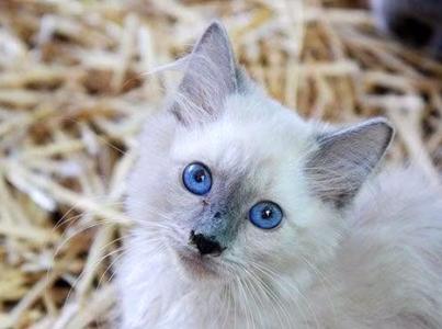 Small kitten sitting outdoors in a bed of straw