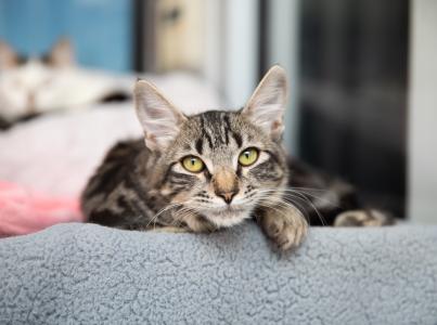 Brown tabby lying on a gray blanket