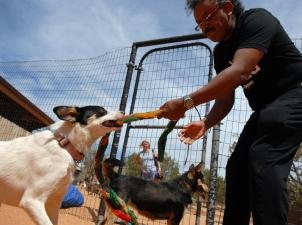 Dr. Roba playing tug of war with a dog