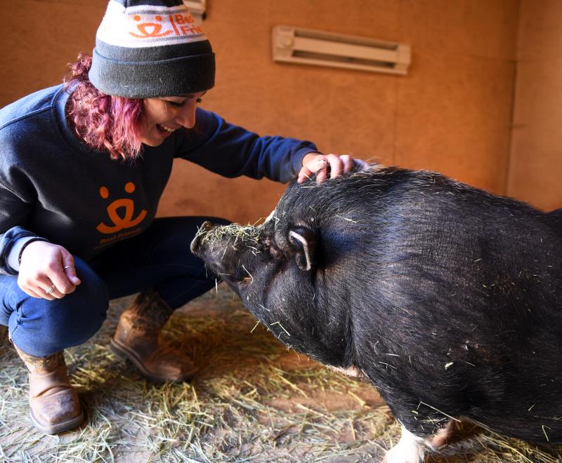 Person kneeling down to pet a pig