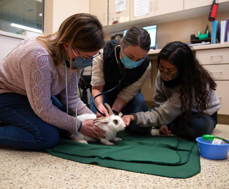 Bunny receiving a veterinary exam