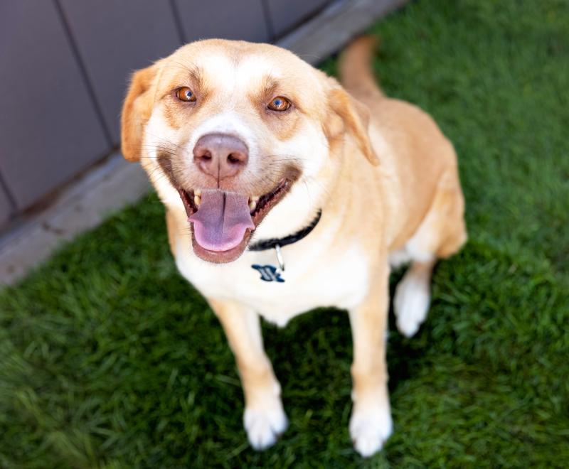 Happy dog sitting on grass smiling at camera