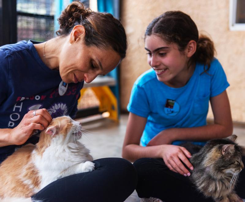 Two people petting cats in an outdoor cat enclosure