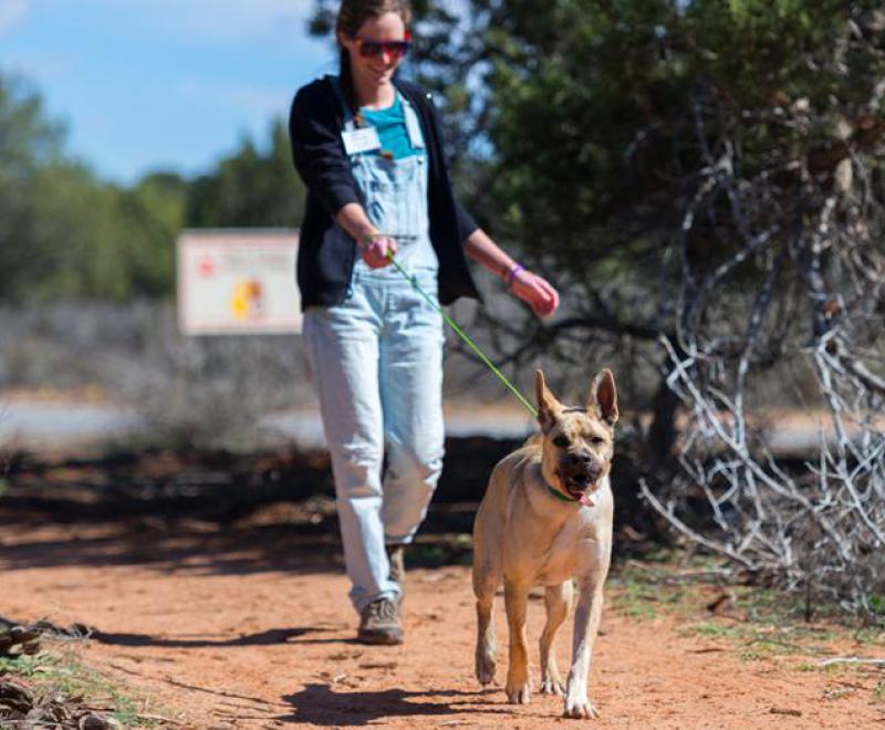 Person walking with a dog in Utah desert