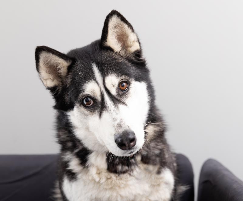 Husky dog looking into camera