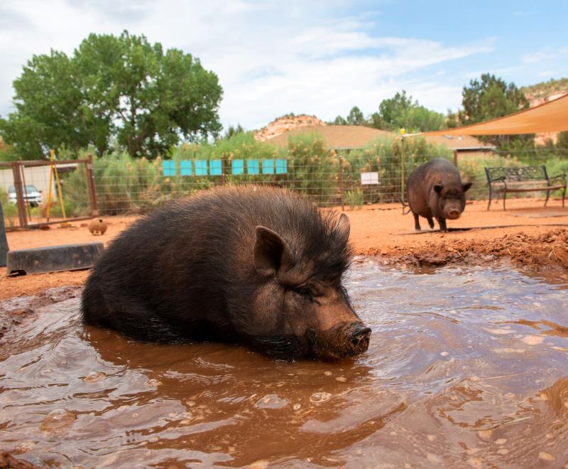 Pig sitting comfortably in a refreshing pool of water while another pig looks on