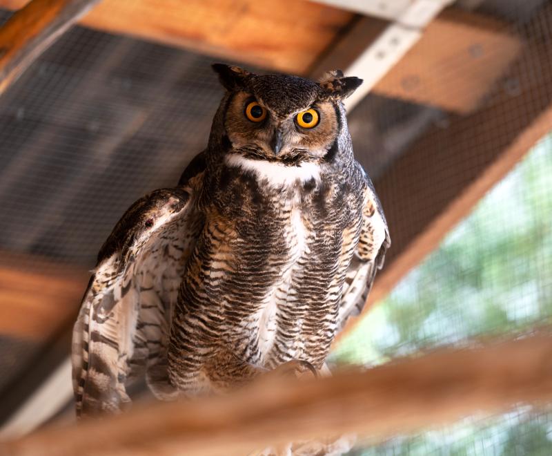 Owl perched on a branch in an outdoor enclosure