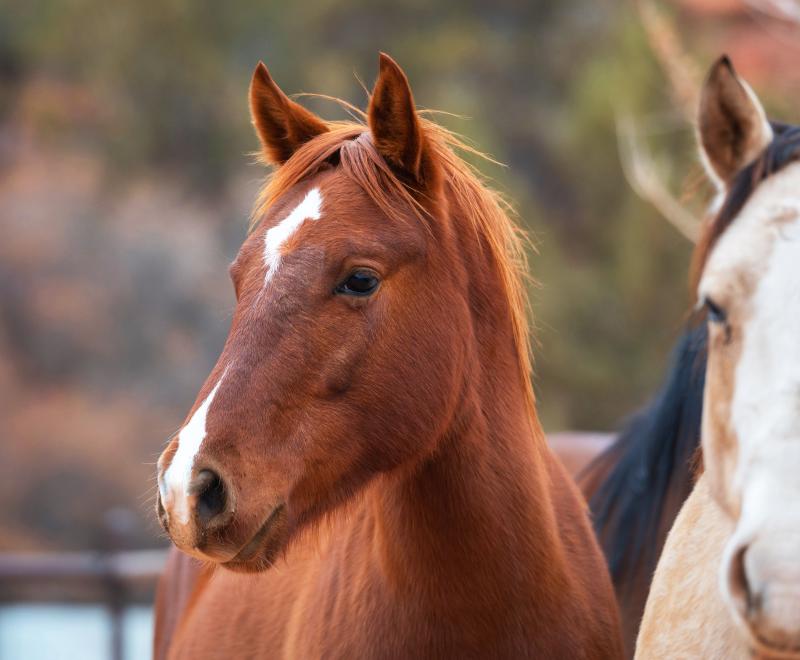 Two horses in a pasture with red rocks in the background