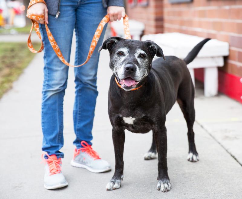 Happy senior dog on a walk with a person in Salt Lake City