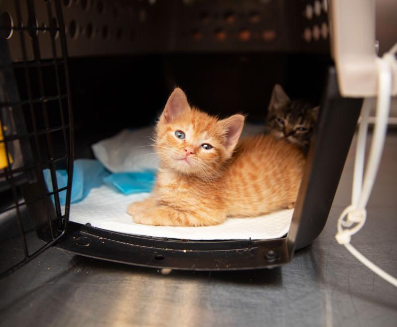 Orange tabby kitten in a carrier