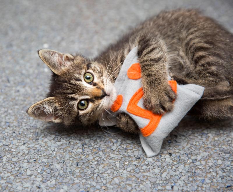 Kitten playing with a catnip toy