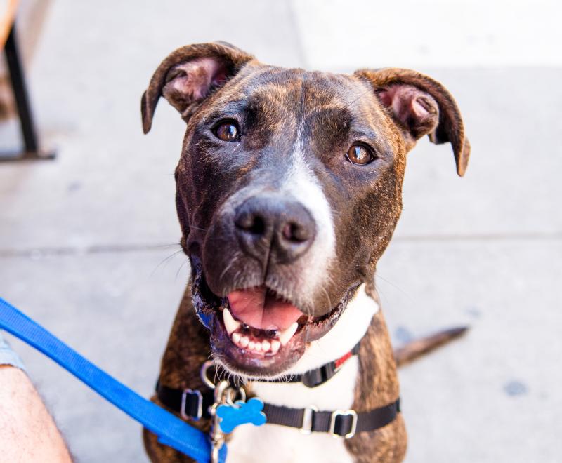 Smiling brindle and white pit bull type dog outside on a leash