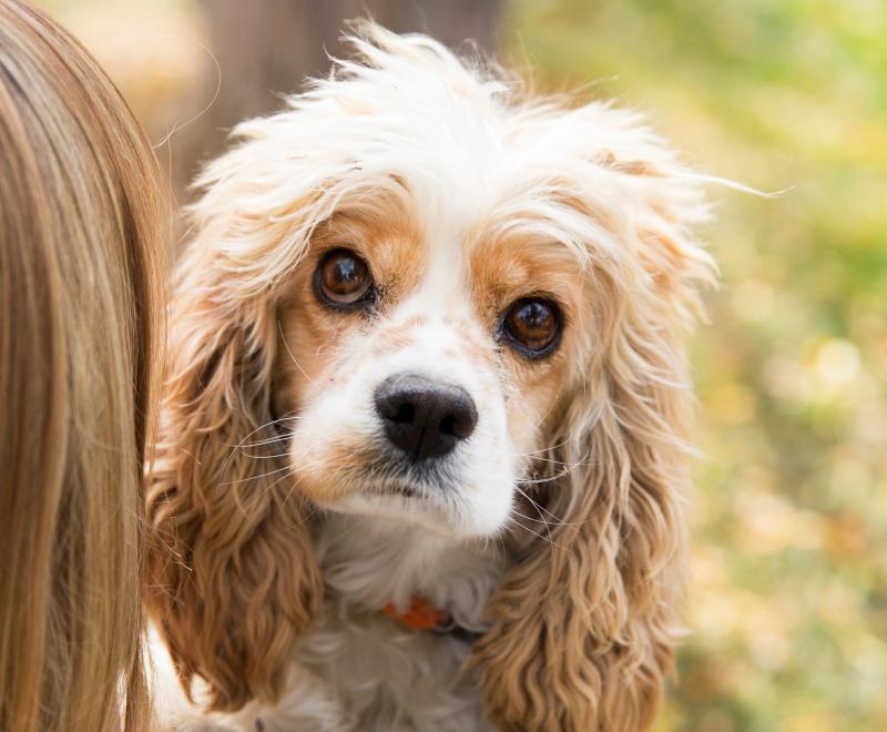 Person holding a Coker spaniel backward over her shoulder