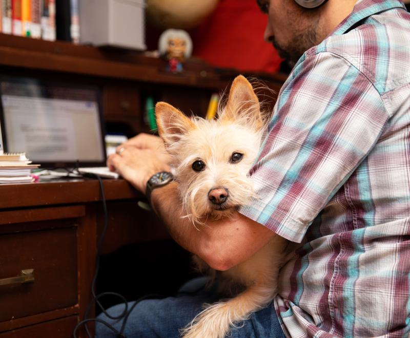 Person sitting at a desk working on a laptop computer with a small light-colored terrier-type dog in his lap