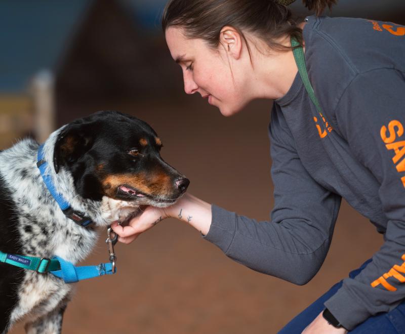 Smiling person petting a dog's chin