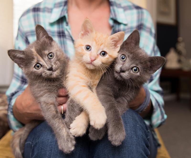 Person holding a trio of kittens, a dilute calico, orange tabby and gray