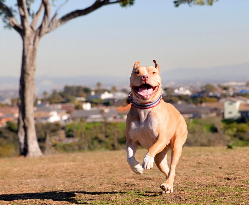 Smiling pit bull terrier dog running