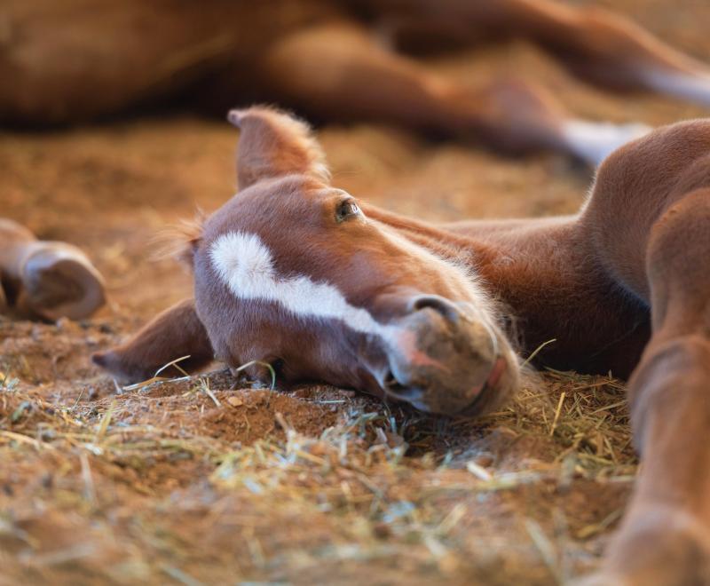 Bellisima the foal taking a nap