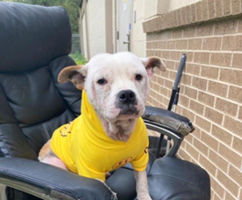 White dog wearing a yellow shirt sitting on an office chair