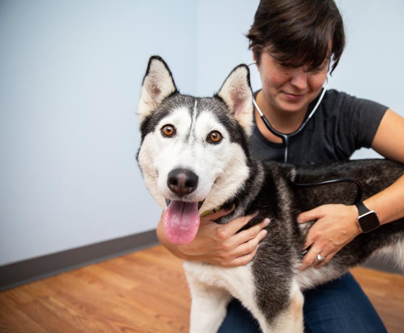 Person using a stethoscope to listen to the chest of a husky dog