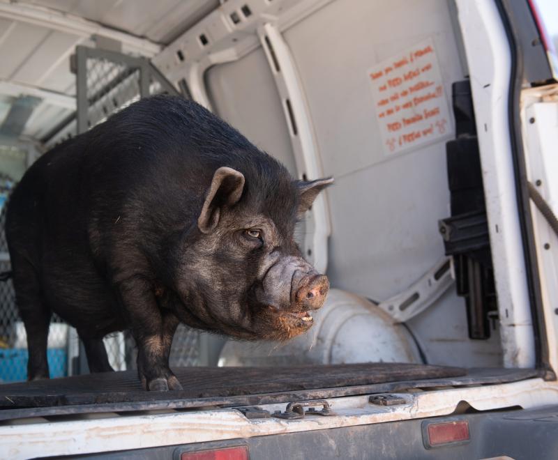 Smitty the pig in the back of a van