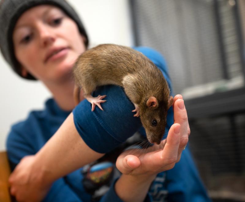 Person looking at a rat resting on their arm