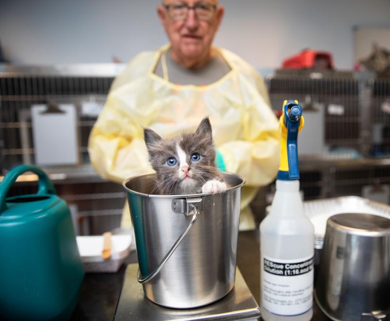 Small kitten in a metal bucket with a person wearing a protective gown behind him