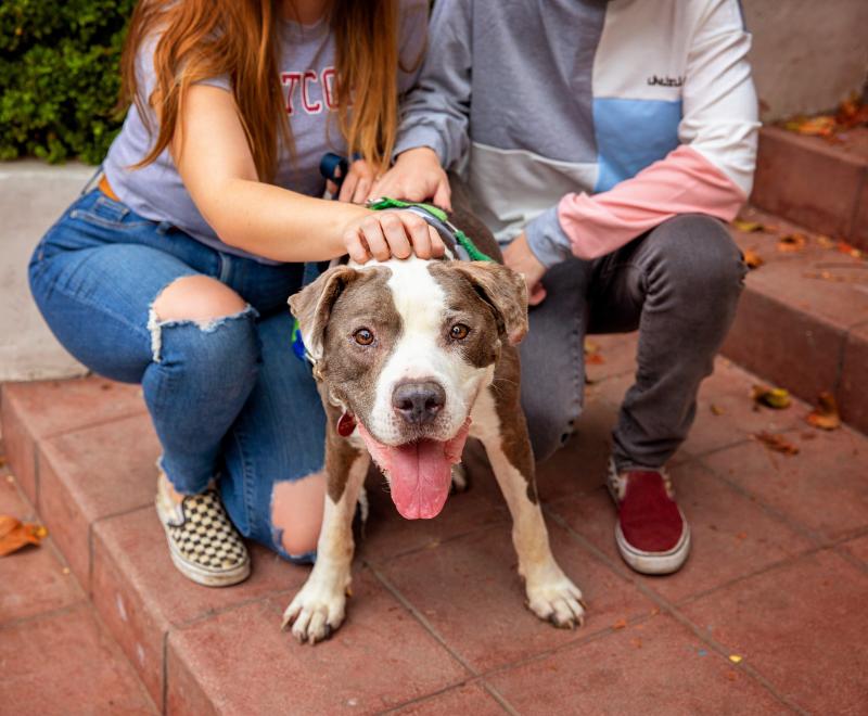 Happy dog with tongue out with two people behind him sitting on some brick stairs