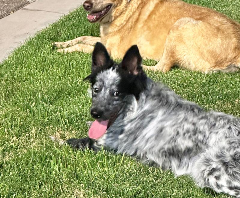 Taz the dog lying in the grass next to another dog