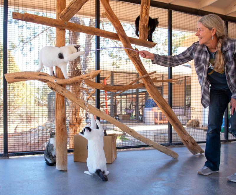 Person playing with cats in a screened-in patio