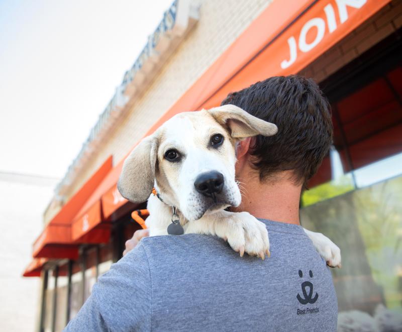 Dog giving a hug to a person who is holding them