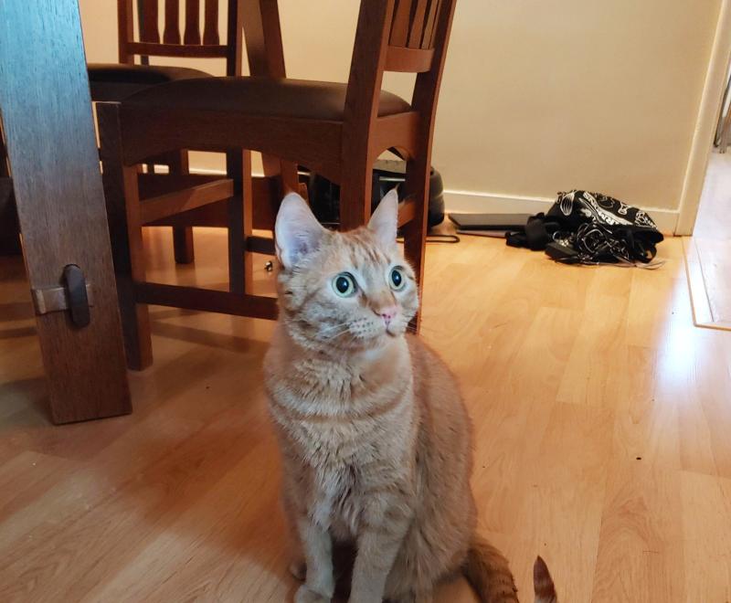 Louis the cat sitting on a wooden floor in front of some furniture