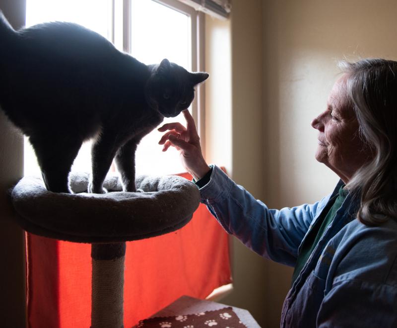 Person petting a cat in front of a sunny window