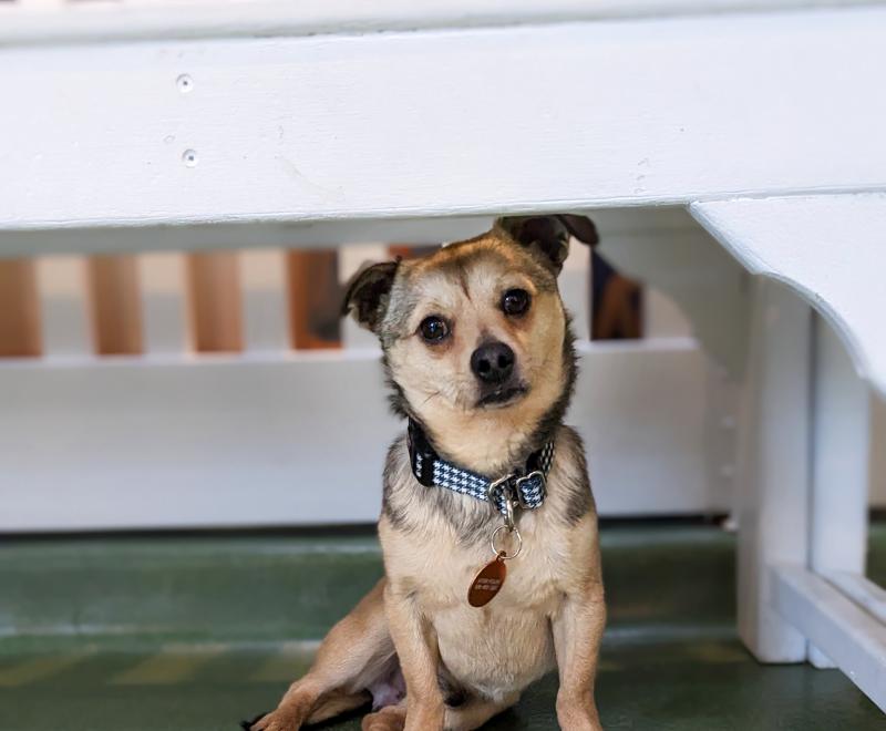 Jax the dog sitting on a green floor under a white bench