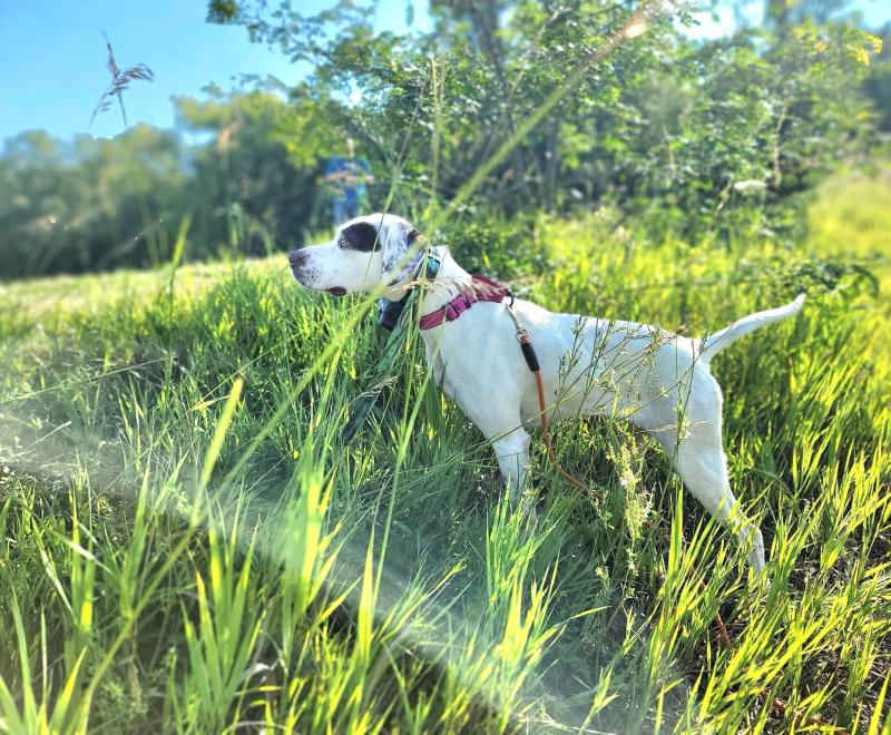 Callie the dog standing outside in the grass