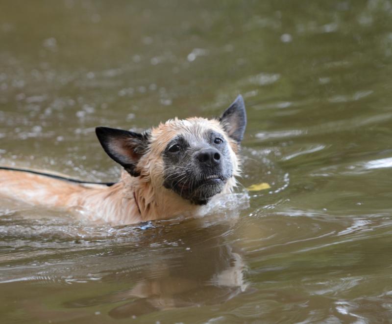 Brown dog swimming in the water