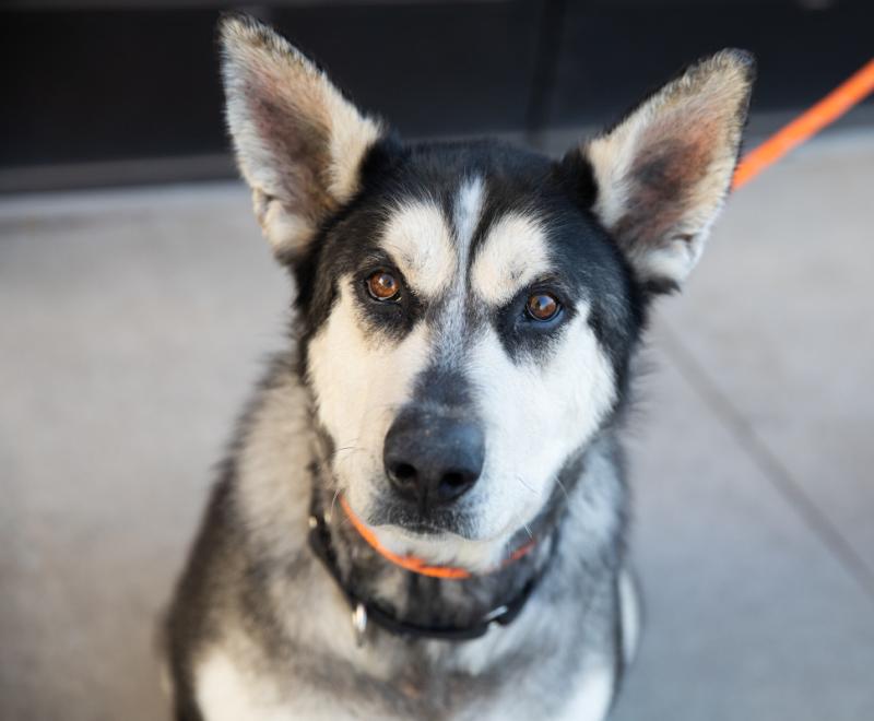 Husky dog outside on a walk on a sidewalk on an orange leash