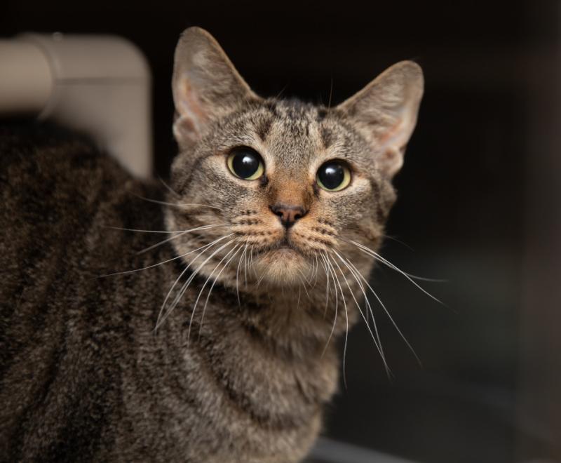 The face of a brown tabby cat