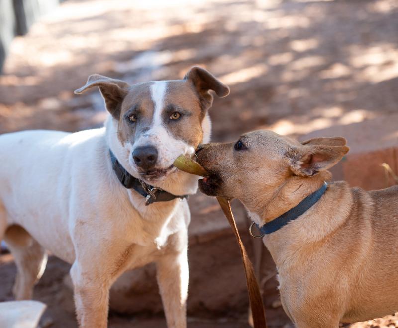 Jules and Lannister the dogs both with the same leash in their mouths