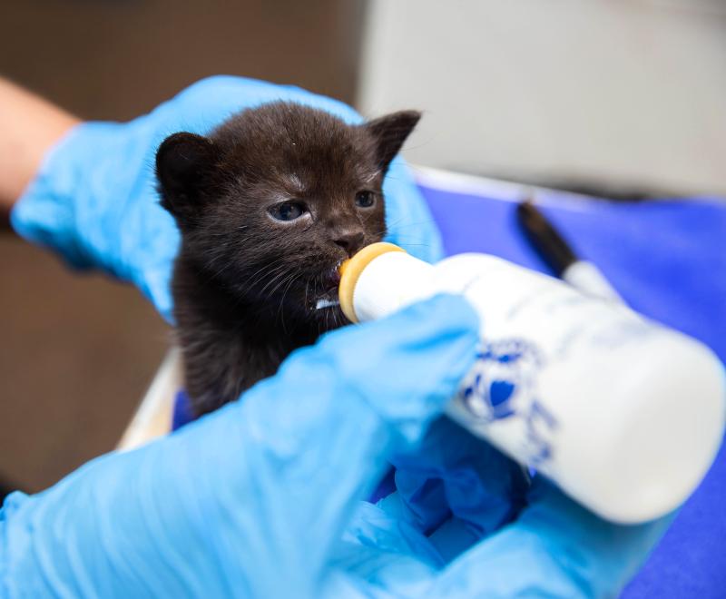 Tiny kitten being fed with a bottle