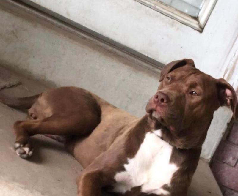 Ruthie the brown and white dog lying on a concrete step in front of a door