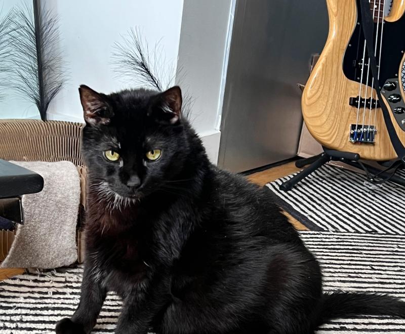 Shane the senior cat sitting on a striped rug