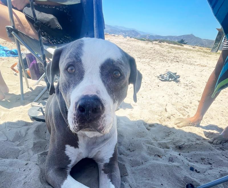 Rico the dog outside on a sandy beach