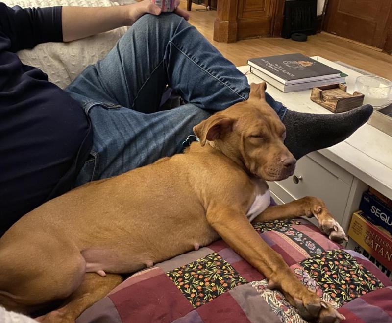 Rani Rose the dog lying next to a person on a couch