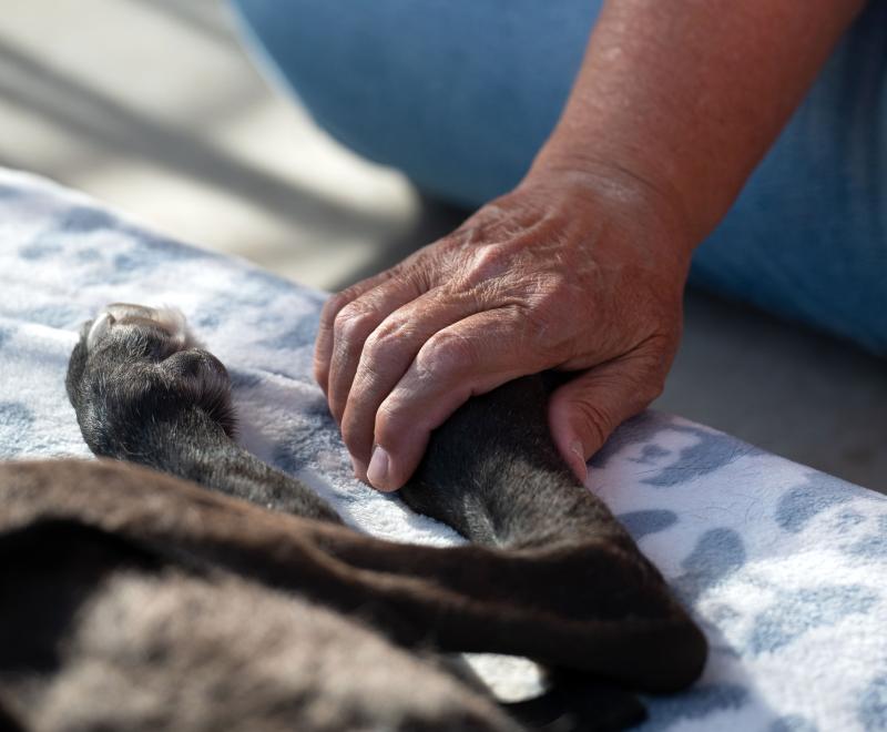 Person's hand on the back leg of a black dog who is lying down