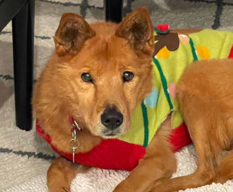 Hanjae the dog wearing a multicolored outfit, lying on the floor