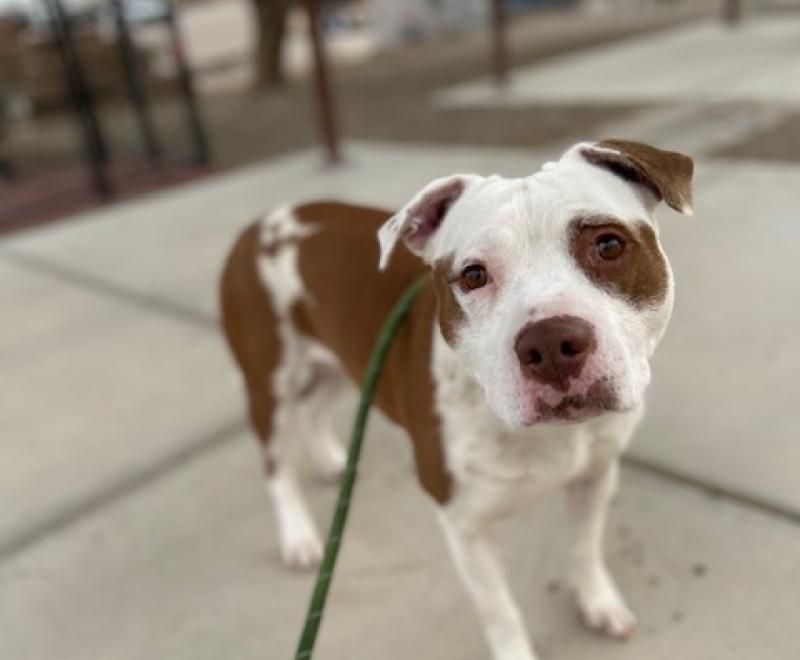 Brown and white pit bull type dog outside on a leash