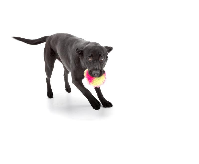 Black dog holding a stuffed toy in her mouth